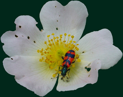 Rosa boscana amb espiadimonis